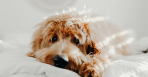 adoção cachorro