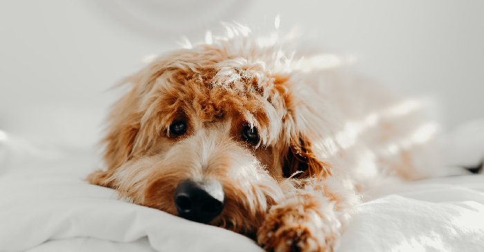adoção cachorro