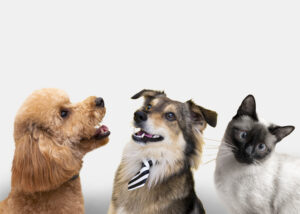 linguagem corporal dos cães e gatos