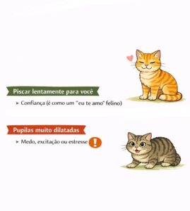 linguagem-corporal-gato-olhos.jpg