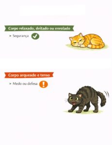 linguagem-corporal-gato-postura.jpg