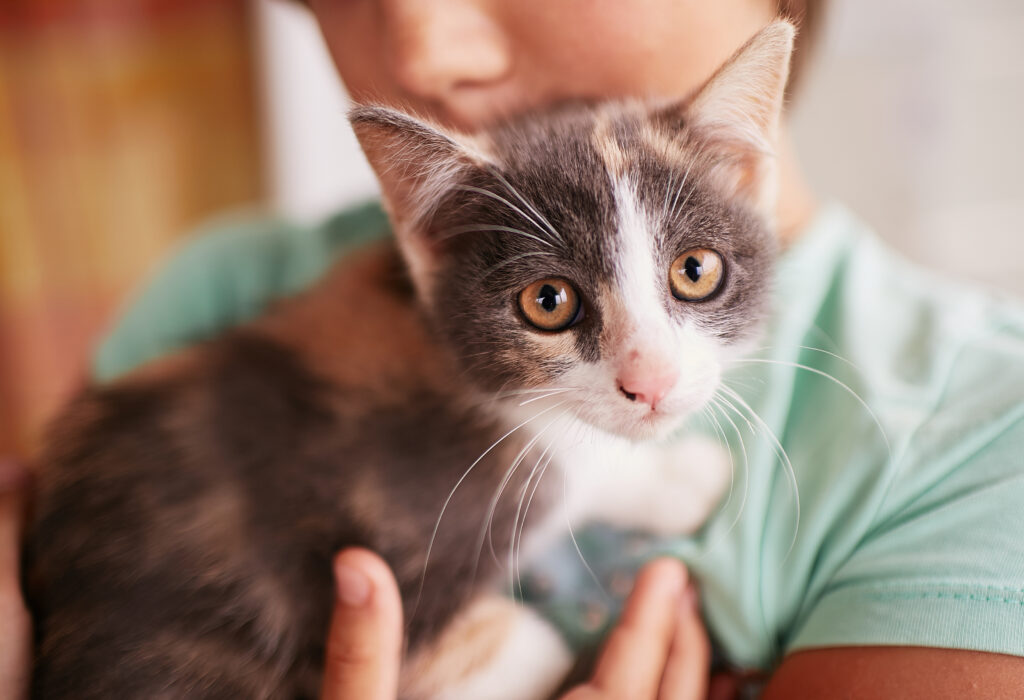Adoção responsável de gatos e fortalecimento da causa animal
